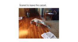 Scared to leave the carpet