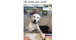 Sir lower your voice