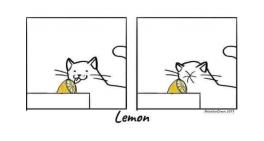 Cat & Lemon