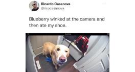 Blueberry