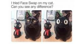 Face swap on my cat