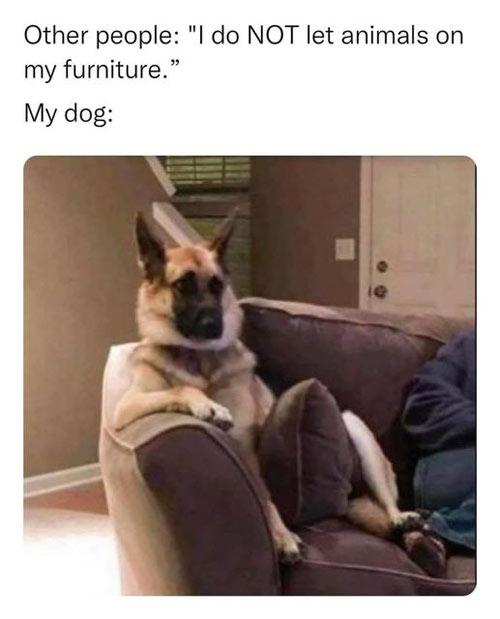 I do not let animals on my furniture