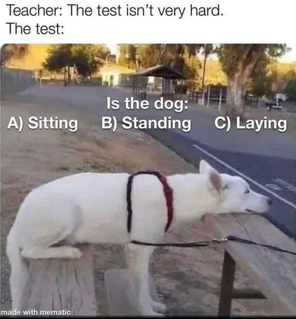 Is the dog?