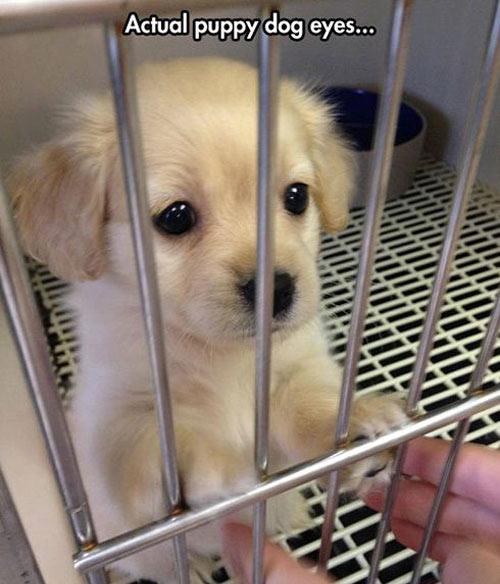 Puppy dog eyes