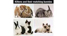 Kittens and their matching bunnies