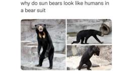 Why do sun bears look like