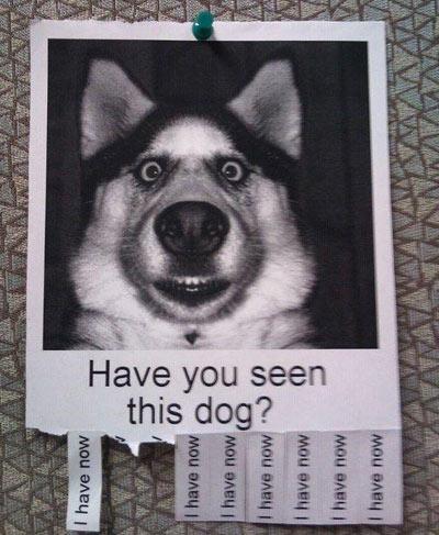 Have you seen this dog?