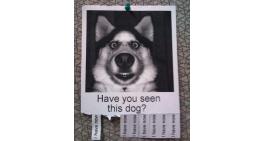 Have you seen this dog?