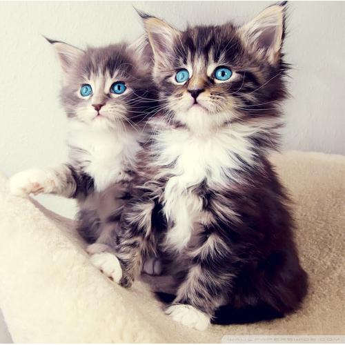 Blue eyes kittens