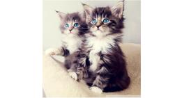 Blue eyes kittens