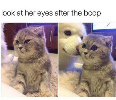 After the boop