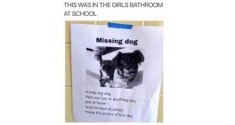 Missing Dog ...