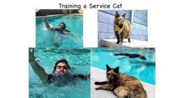 Training a Service Cat