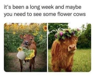 See some flower cows