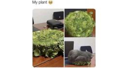 Oh, no...My plant :(