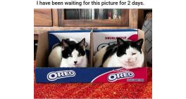 Oreo Cats