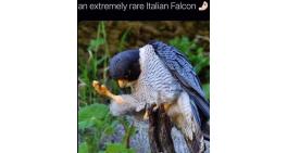 Italian Falcon
