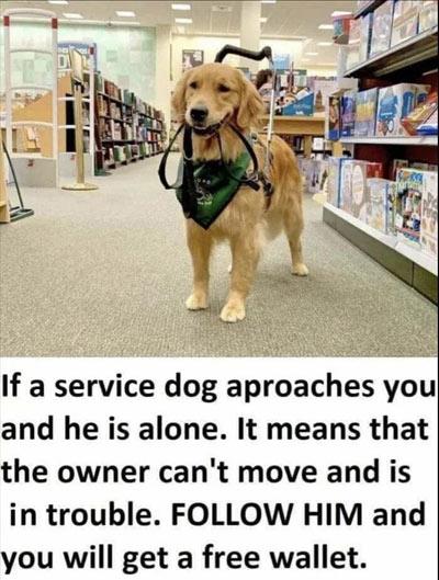 If a service dog approaches you