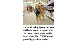 If a service dog approaches you