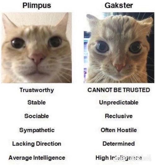 Plimpus vs. Gakster