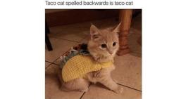 Taco Cat