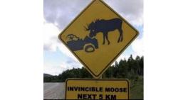 Invincible Moose