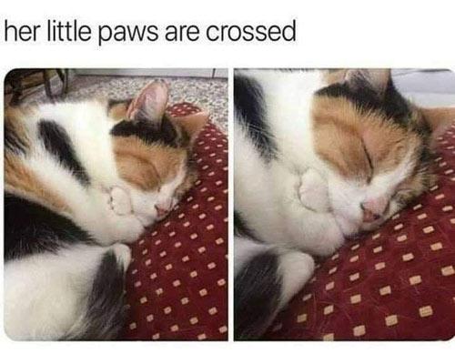 Paws are crossed