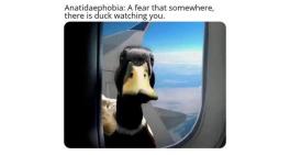 Anatidaephobia