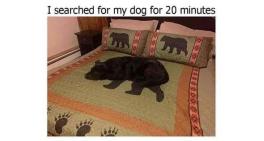 I searched for my dog