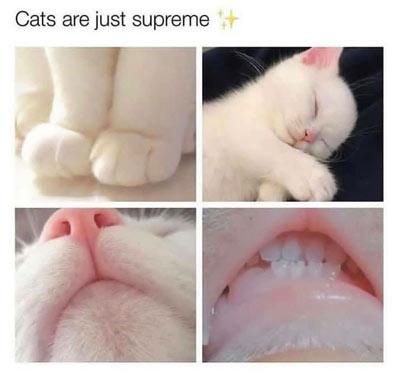 Cats are just supreme
