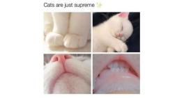 Cats are just supreme