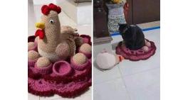 Poor chicken