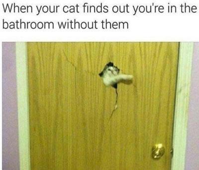 When you cat finds out
