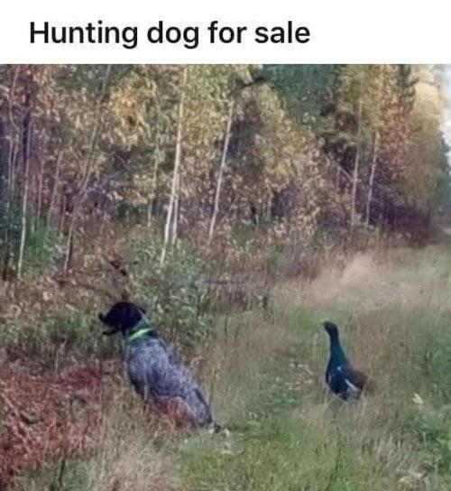 Hungting dog for sale