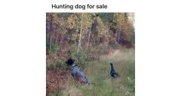 Hungting dog for sale