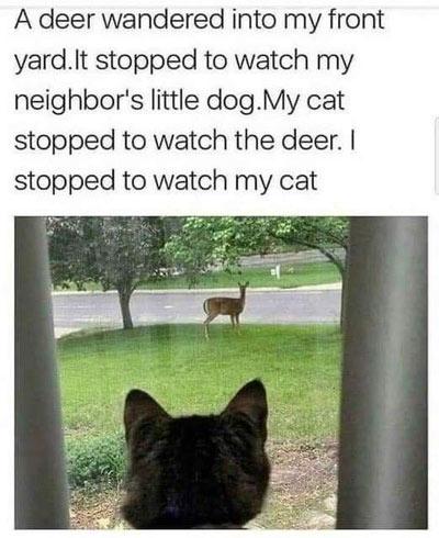 My cat stopped to watch