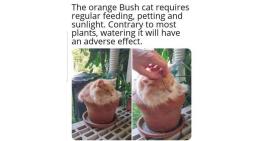 The orange bush cat