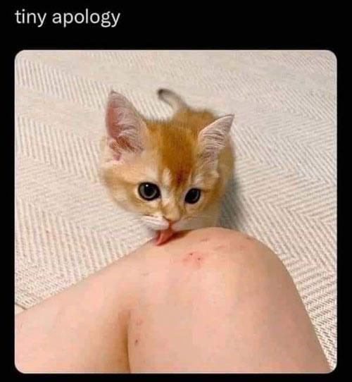 Tiny apology