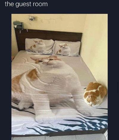Guest Room Cat