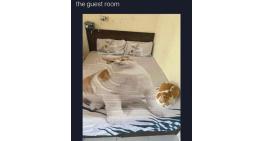 Guest Room Cat