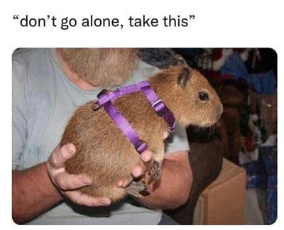 Take this capybara