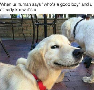 Who's a good boy