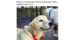 Who's a good boy