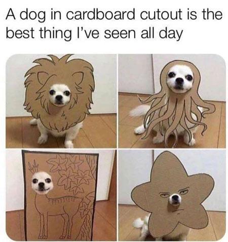 A dog in cardboard