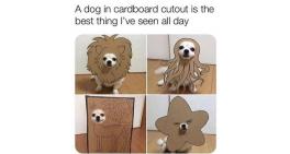 A dog in cardboard